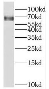 TFEC Rabbit Polyclonal Antibody