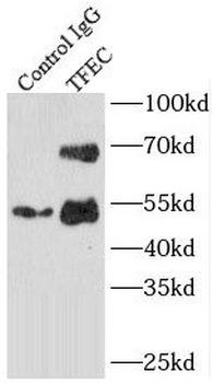 TFEC Rabbit Polyclonal Antibody