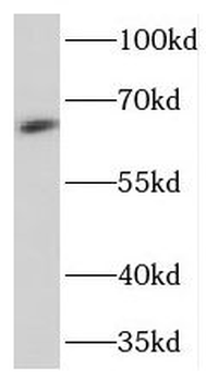 NELFCD Rabbit Polyclonal Antibody