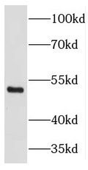 THAP11 Antibody