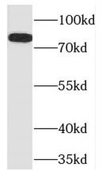TLE3 Rabbit Polyclonal Antibody