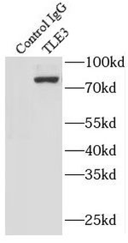 TLE3 Rabbit Polyclonal Antibody