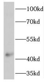 TMEM120A Rabbit Polyclonal Antibody