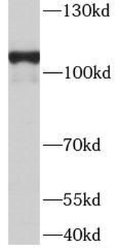 TMEM132A Antibody