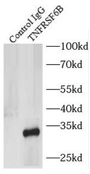 TNFRSF6B Antibody
