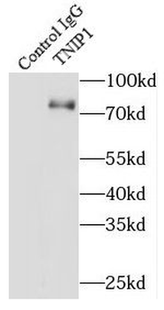 TNIP1 Antibody