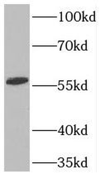 TOE1 Antibody