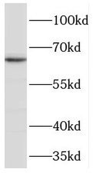 TPP1 Antibody