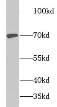 TRAF3 Antibody