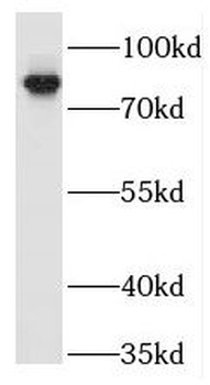 TRAF3IP1 Antibody