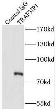 TRAF3IP1 Antibody