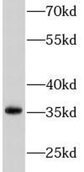 TNFSF10 Antibody