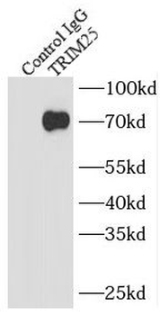 TRIM25 Rabbit Polyclonal Antibody