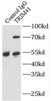 TRIM41 Rabbit Polyclonal Antibody