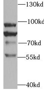 TRPV4 Antibody