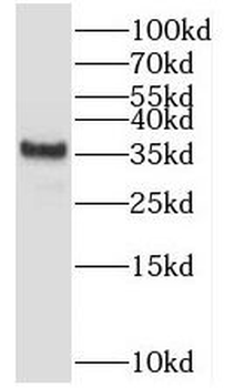 TSPAN10 Rabbit Polyclonal Antibody