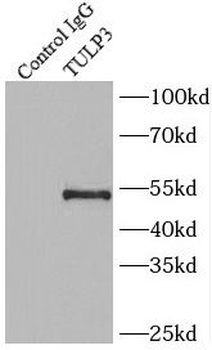 TULP3 Rabbit Polyclonal Antibody