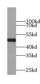 NPRL2 Rabbit Polyclonal Antibody