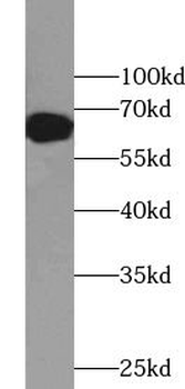 NME8 Rabbit Polyclonal Antibody