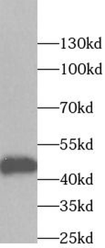 DDX39B Antibody