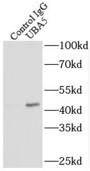 UBA5 Antibody