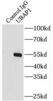 UBAP1 Rabbit Polyclonal Antibody