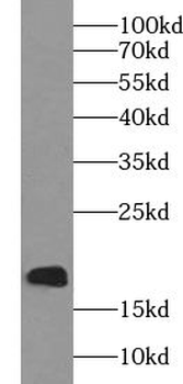 UBE2I Antibody