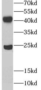 UBE2Z Antibody