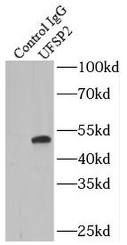 UFSP2 Rabbit Polyclonal Antibody
