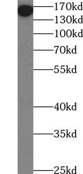 BLTP3B Rabbit Polyclonal Antibody