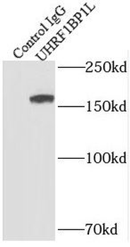 BLTP3B Rabbit Polyclonal Antibody