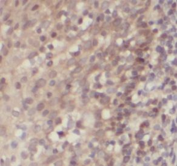 UNC45A Antibody