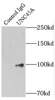 UNC45A Antibody