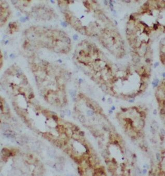UNC45A Antibody