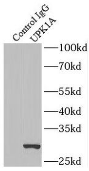 UPK1A Rabbit Polyclonal Antibody