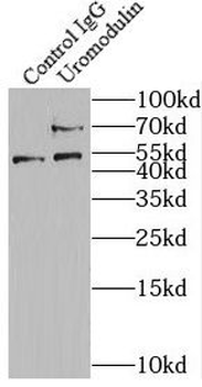 UMOD Rabbit Polyclonal Antibody