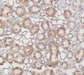 UMOD Rabbit Polyclonal Antibody
