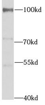 UVRAG Antibody