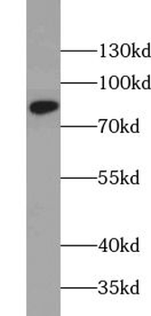 AOC3 Rabbit Polyclonal Antibody