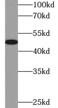 VDR Antibody