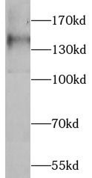 FLT1 Antibody