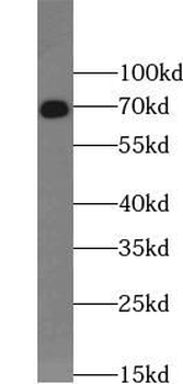 VNN1 Rabbit Polyclonal Antibody