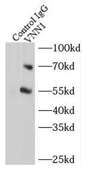 VNN1 Rabbit Polyclonal Antibody