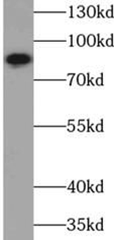 VWA2 Antibody