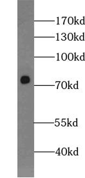 WDR46 Rabbit Polyclonal Antibody