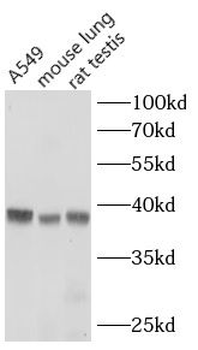 WNT3A Rabbit Polyclonal Antibody