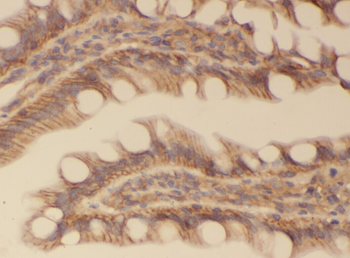 WNT6 Rabbit Polyclonal Antibody