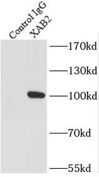 XAB2 Rabbit Polyclonal Antibody