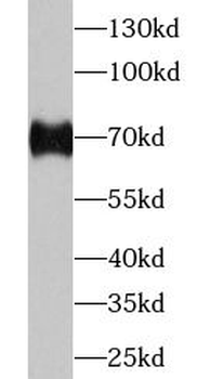 YAP1 Rabbit Polyclonal Antibody