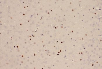 YPEL1 Rabbit Polyclonal Antibody